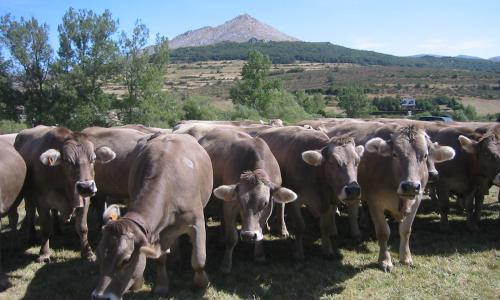 Feria de San Bernardo