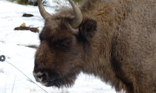 Reserva de Bisontes